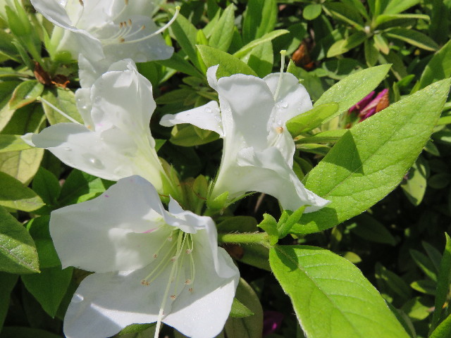 ファイル 4934-1.jpg