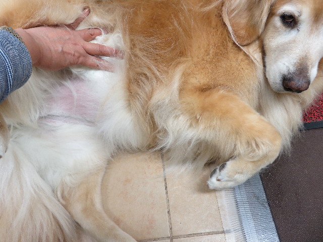 ファイル 4937-1.jpg