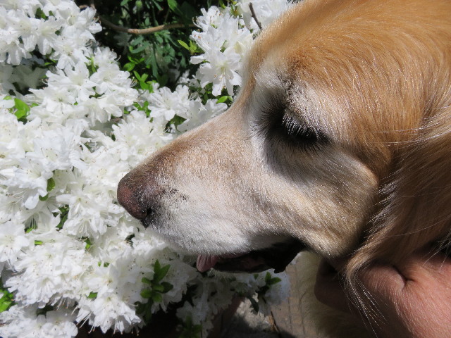 ファイル 4938-4.jpg