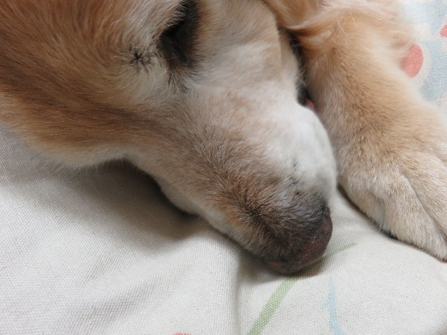 ファイル 4939-4.jpg