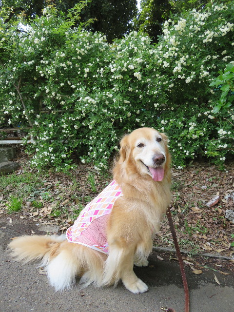 ファイル 4943-5.jpg