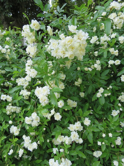 ファイル 4944-5.jpg