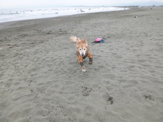 ファイル 4947-4.jpg