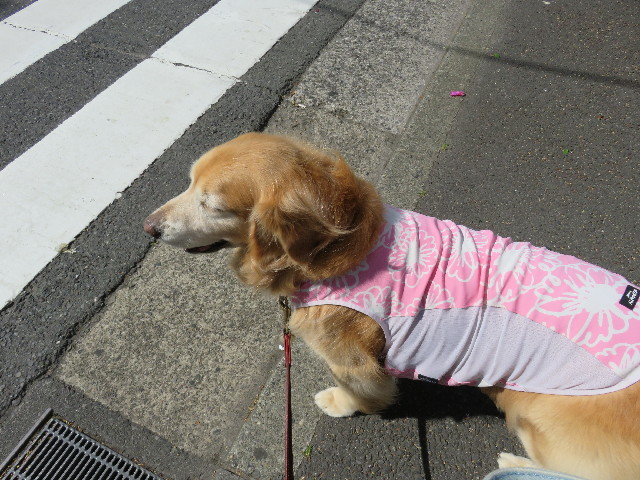 ファイル 4953-1.jpg