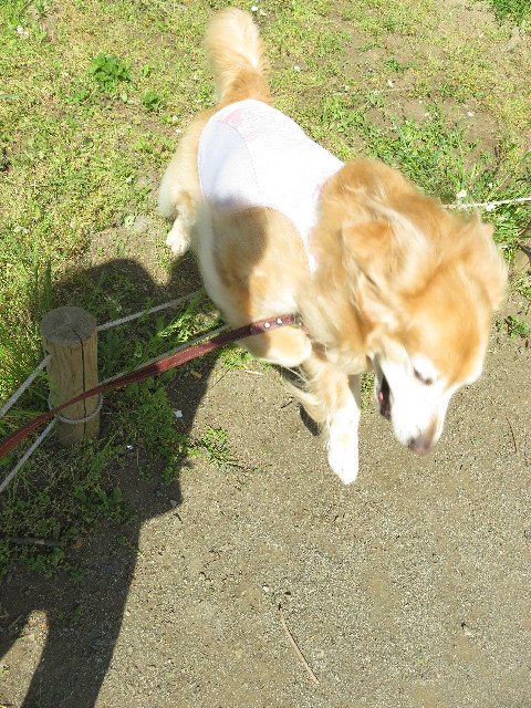 ファイル 4953-2.jpg