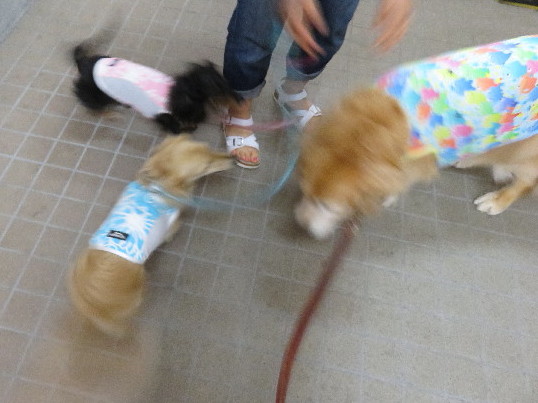 ファイル 4955-1.jpg