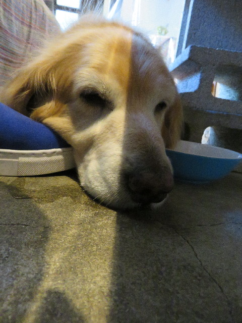 ファイル 4956-5.jpg