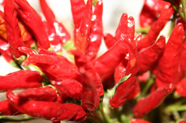 ファイル 496-3.jpg