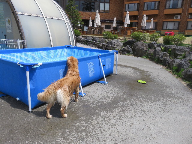 ファイル 4962-1.jpg