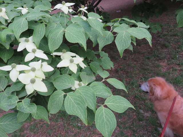 ファイル 4967-1.jpg