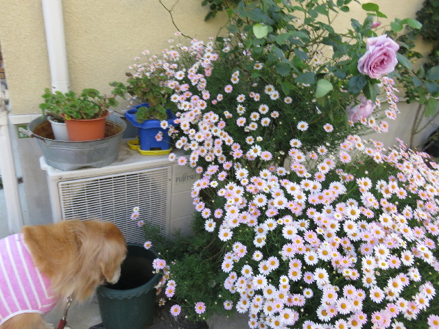 ファイル 4969-5.jpg