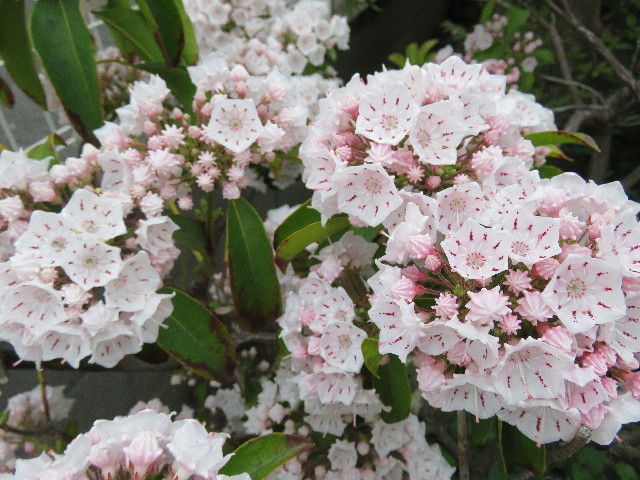 ファイル 4970-1.jpg