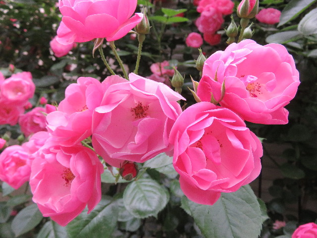 ファイル 4971-4.jpg