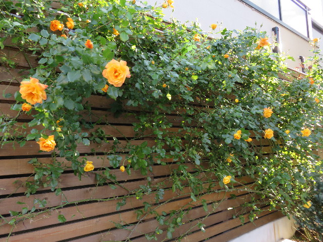 ファイル 4971-5.jpg