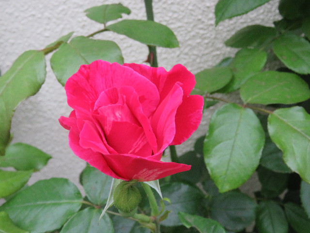 ファイル 4972-1.jpg