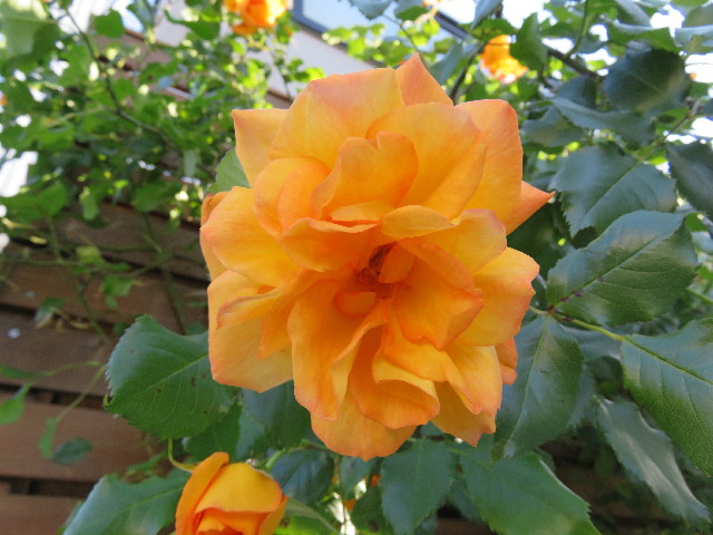 ファイル 4972-3.jpg