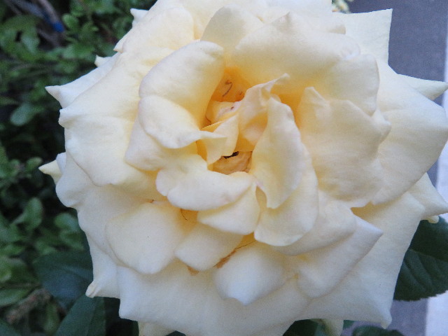 ファイル 4972-5.jpg