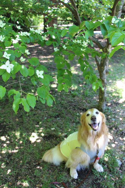 ファイル 4973-4.jpg