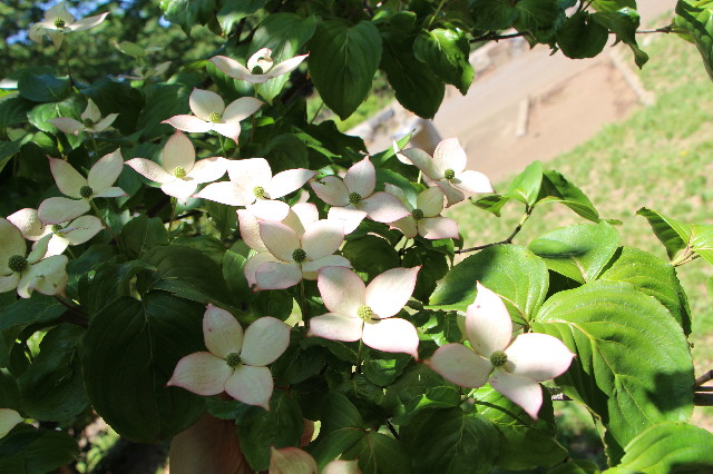 ファイル 4973-5.jpg