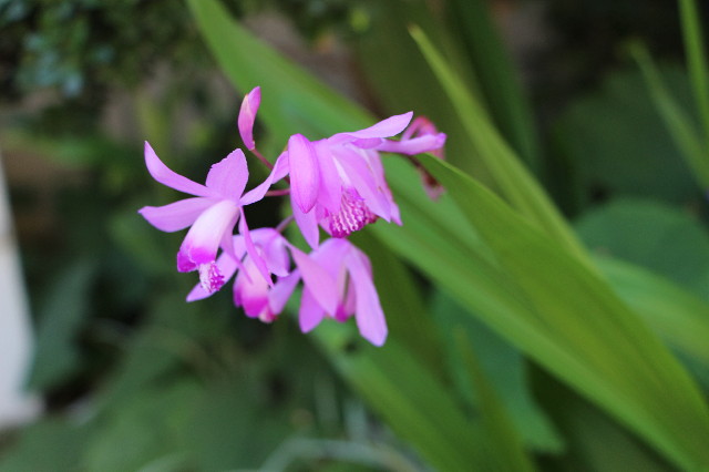 ファイル 4975-2.jpg