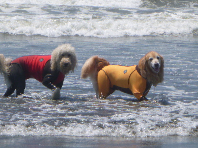 ファイル 4977-3.jpg