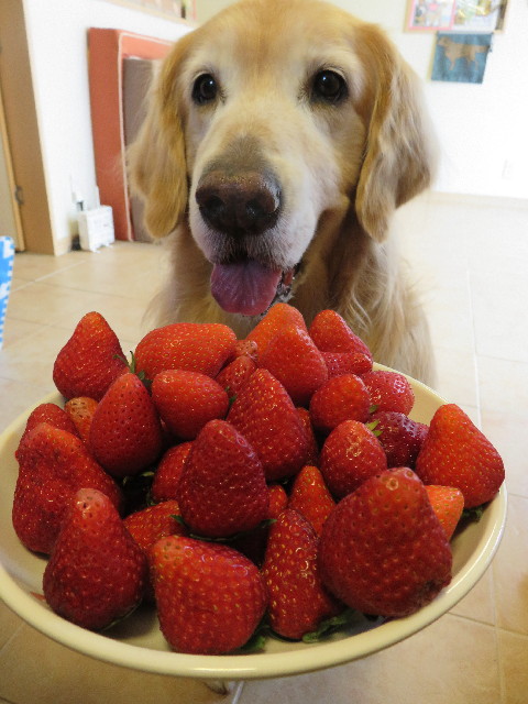 ファイル 4978-1.jpg