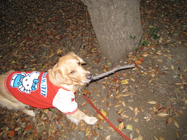 ファイル 498-3.jpg