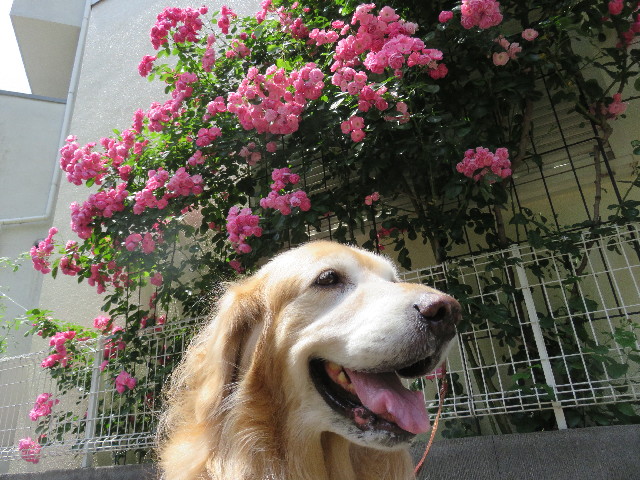 ファイル 4981-4.jpg