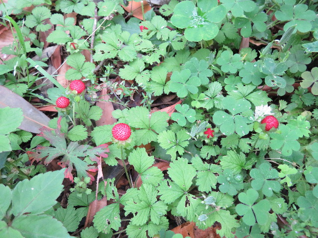 ファイル 4985-3.jpg