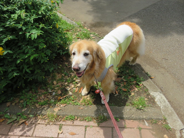 ファイル 4989-2.jpg