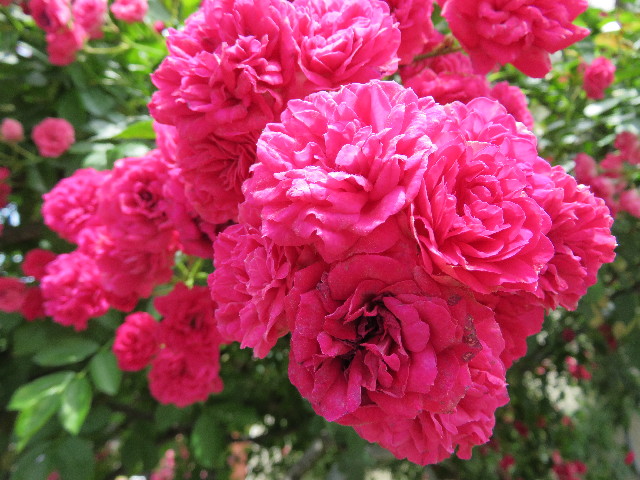 ファイル 4990-3.jpg