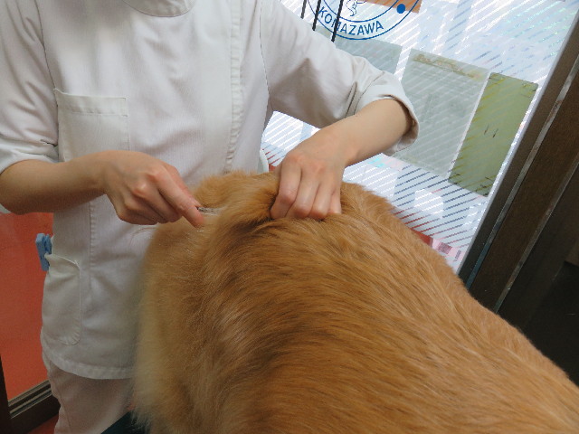 ファイル 4991-3.jpg