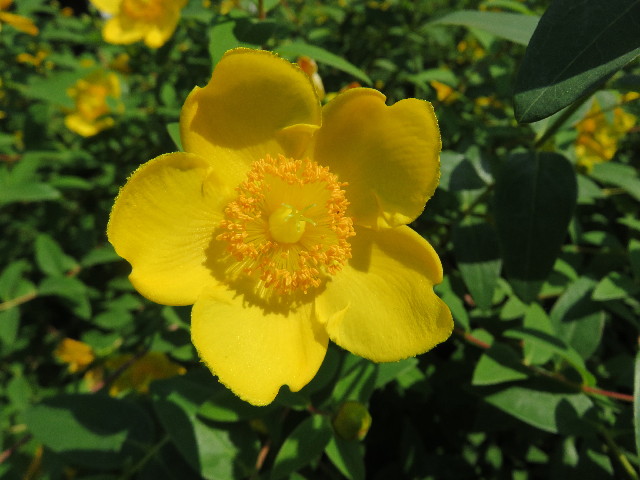 ファイル 4995-1.jpg