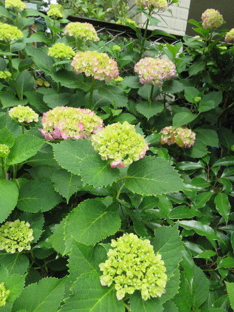 ファイル 4996-1.jpg