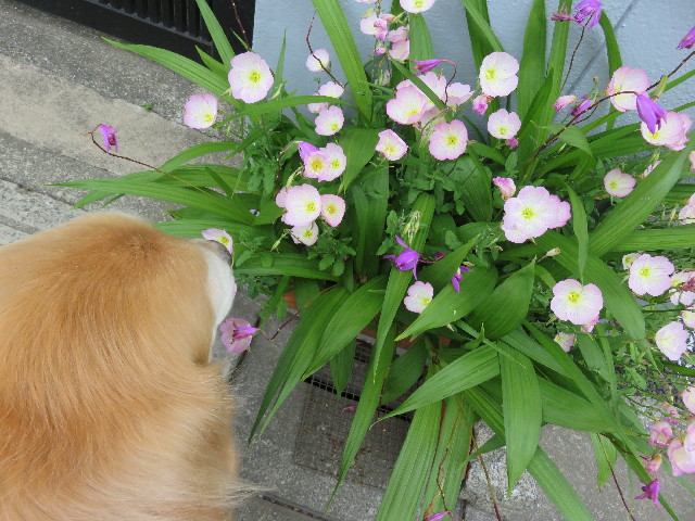 ファイル 4996-3.jpg