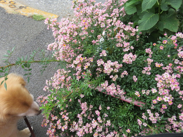 ファイル 4996-4.jpg