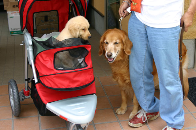 ファイル 5-1.jpg