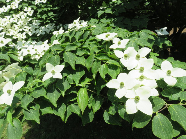 ファイル 5000-5.jpg