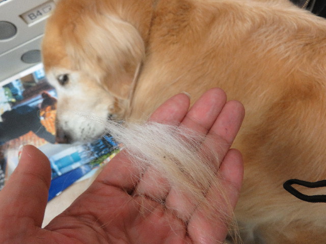 ファイル 5009-5.jpg