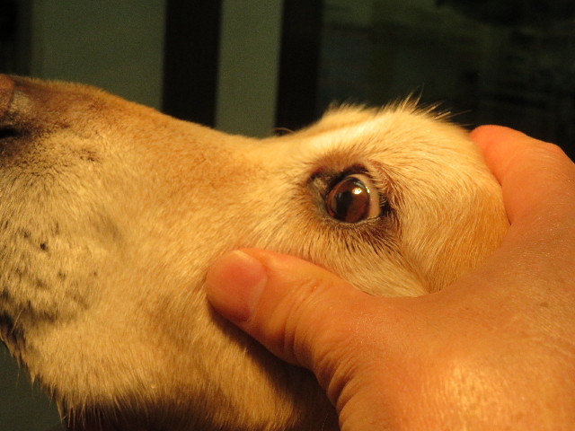 ファイル 5011-2.jpg