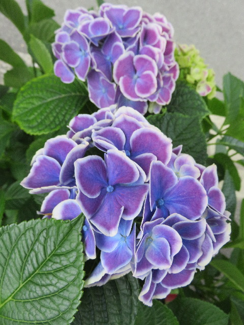 ファイル 5012-1.jpg