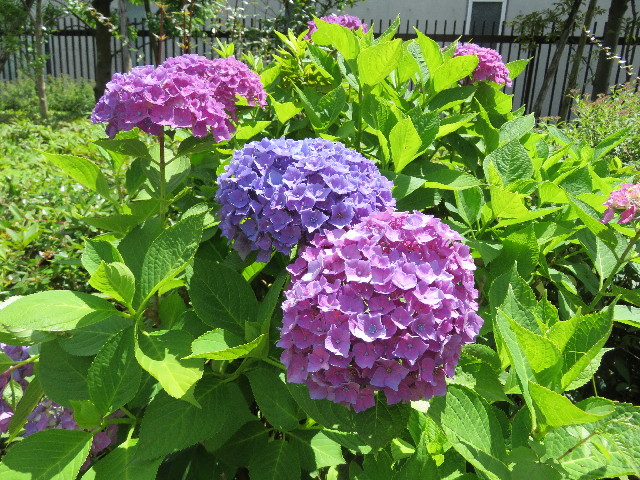 ファイル 5015-1.jpg