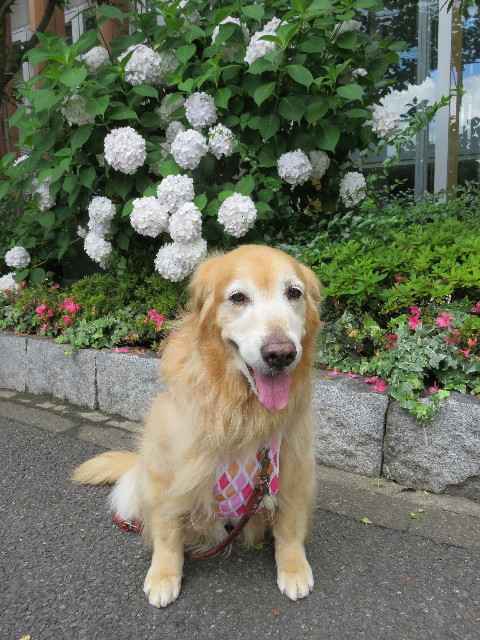 ファイル 5015-2.jpg