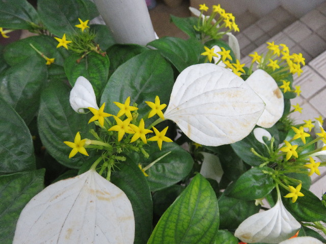 ファイル 5015-4.jpg