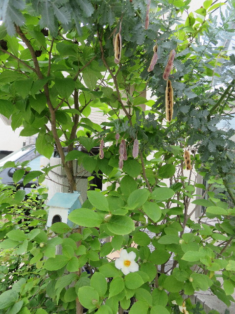 ファイル 5015-5.jpg