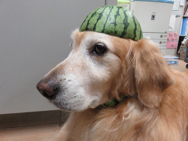 ファイル 5019-3.jpg