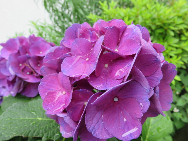 ファイル 5020-1.jpg