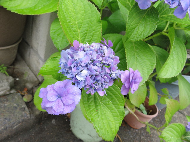 ファイル 5020-3.jpg