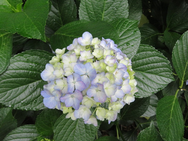 ファイル 5020-5.jpg