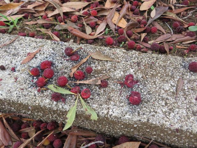 ファイル 5024-4.jpg